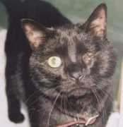 Bagheera