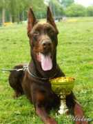 dobermann-review.com Bagins