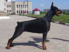 dobermann-review.com Bagira