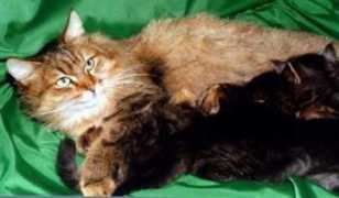 siberiancats.ru Bagriana