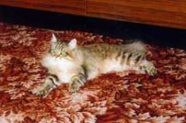 siberiancats.ru Bagriana