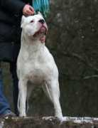 argentino-dogo.ru Bagual