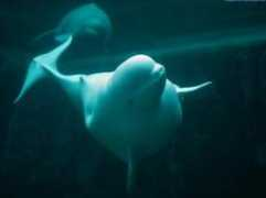allthesea.com Bagula