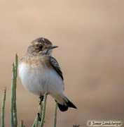 israbirding.com Bahad