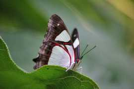 Bahada
