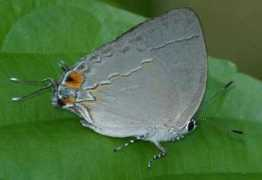 Bahada