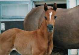 Baheer