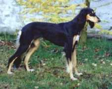 saluki.dk Bahjah