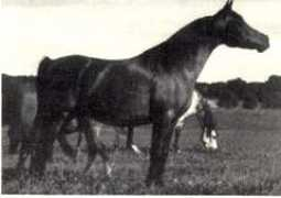 Bahrou