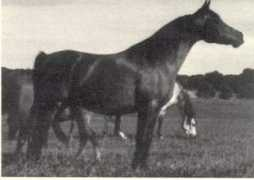 Bahrou
