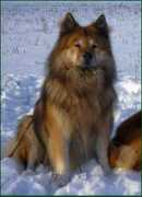 Baico