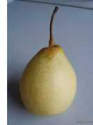 baifengfruit.en.china.cn Baifeng