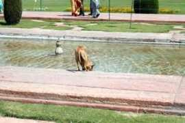 rediff.com Baijayanti