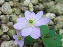 botanic.jp Baikar