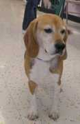 nittanybeaglerescue.org Bailee