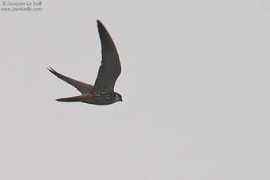 oiseaux.net Baill