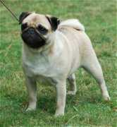 raevonpugs.com Bailley