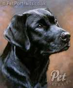 petportraits.co.uk Baillie