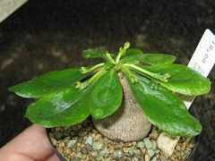 bihrmann.com Baillion