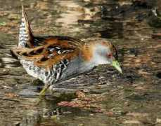birding.in Baillon