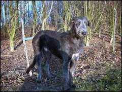 123dog.net Bairan