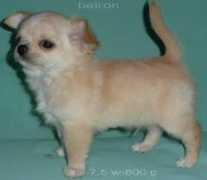 chihuahua.ru Bairon