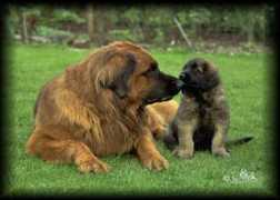leonberger-hunde.ch Baitas