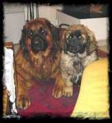 leonberger-hunde.ch Baitas