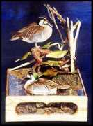 taxidermy.net Bakail