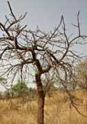 mn.uio.no Bakoro