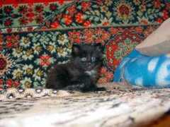 citycat.ru Balakina