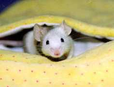 gotsmallanimalsonline.com Balamani