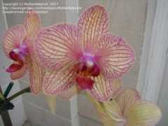 davesgarden.com Baldan
