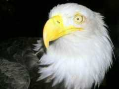 fotothing.com Baldeagle