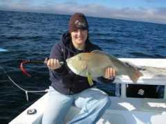 fishwrecked.com Baldie