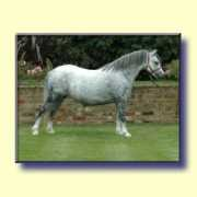 Baledon