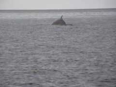 panoramio.com Baleine