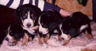 server.hund.ch Balihara