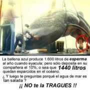 Ballena