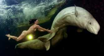 ecologiaverde.com Ballenas
