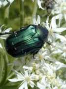 nature.zabspu.ru Ballion
