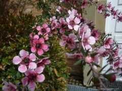 about-garden.com Balmin