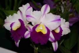 orchidboard.com Balmores