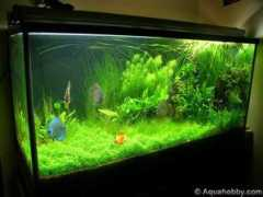 aquahobby.com Baloro
