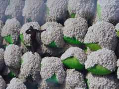 Balot
