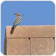 yemeni-dreams.com Balquis