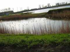 Balta
