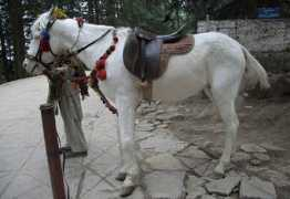 theequinest.com Baluchi