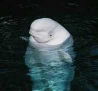 Baluga