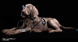 Baluga